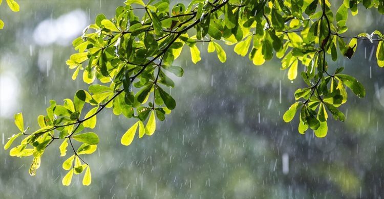 ঢাকায় হালকা বৃষ্টির সম্ভাবনা